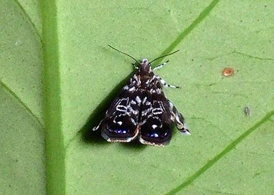 Brenthia Peacock Moth species 