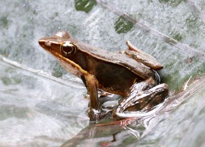 Brilliant Forest Frog 