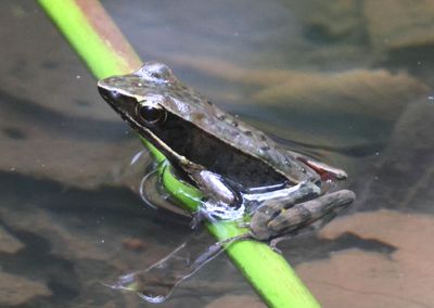 Brilliant Forest Frog