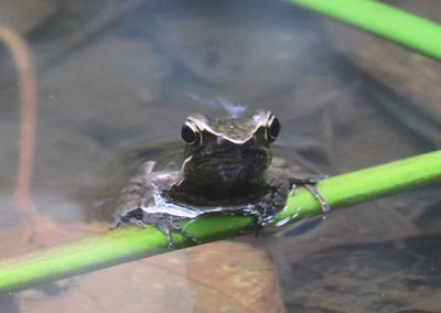 Brilliant Forest Frog 