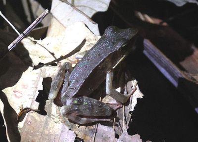 Brilliant Forest Frog