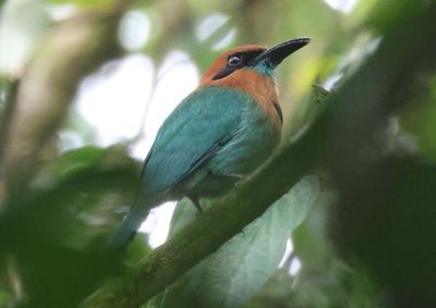 Broad-billed Motmot 