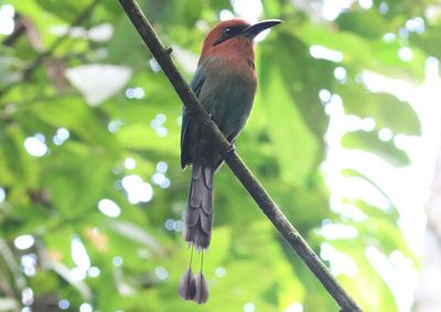 Broad-billed Motmot 