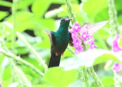 Bronze-tailed Plumeleteer; male 