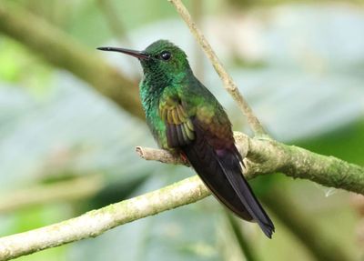 Bronze-tailed Plumeleteer; male