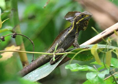 Brown Basilisk