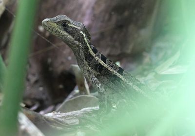 Brown Basilisk; female