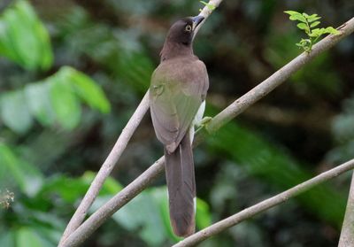 Brown Jay 