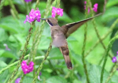 Brown Violetear