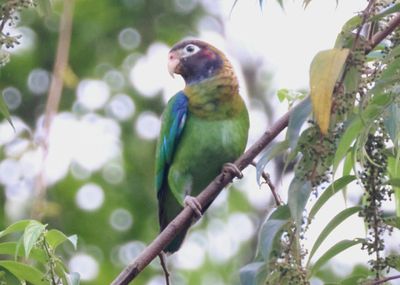 Brown-hooded Parrot 