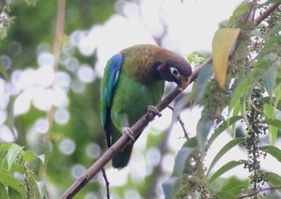 Brown-hooded Parrot 