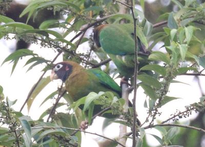 Brown-hooded Parrots