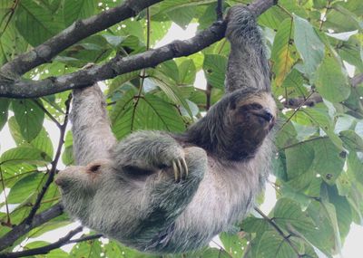 Brown-throated Three-toed Sloth