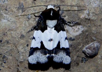 Bryolymnia roma; Noctuid Moth species
