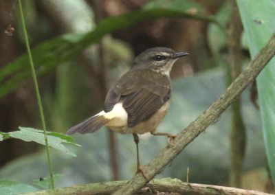 Buff-rumped Warbler 
