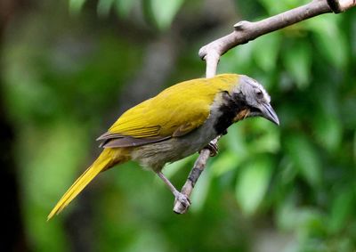 Buff-throated Saltator 