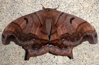 Caio championi; Saturniid Moth species