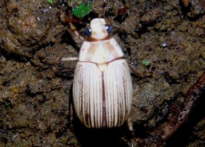 Callistethus mimeloides; Shining Leaf Chafer species