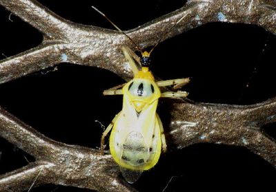 Castolus trinotatus; Assassin Bug species 
