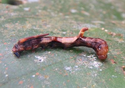 Unknown caterpillar species