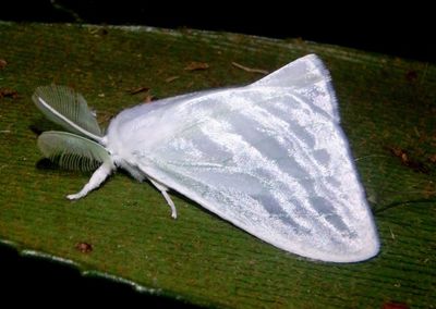 Caviria Tussock Moth species