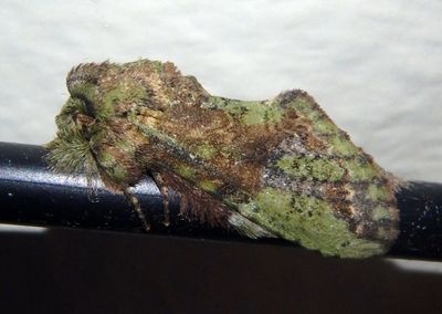 Cecrita Prominent Moth species 