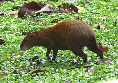 Central American Agouti 
