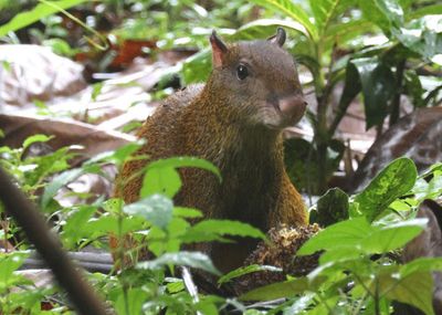 Central American Agouti 
