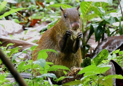Central American Agouti 