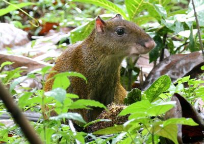 Central American Agouti