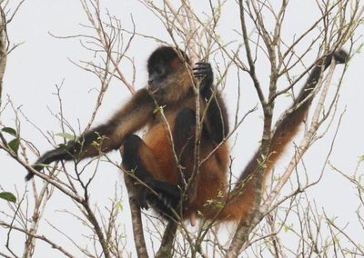 Central American Spider Monkey