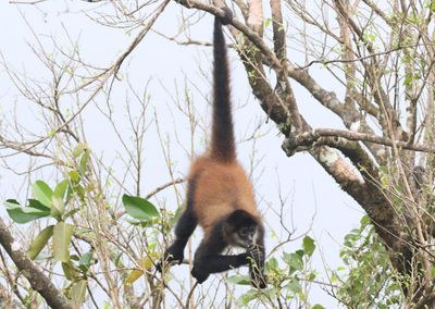 Central American Spider Monkey