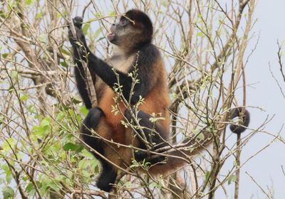 Central American Spider Monkey 