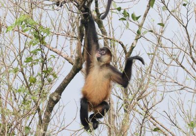 Central American Spider Monkey 