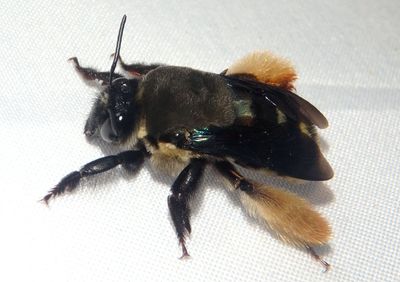 Centridini Bee species