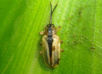 Cephaloleia Leaf Beetle species 