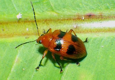 Chalcophana mutabilis; Leaf Beetle species 