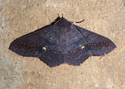Chamyna Fruit-piercing Moth species