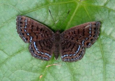 Charis anius; Blue-vented Scintillant
