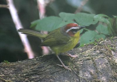 Chestnut-capped Warbler 