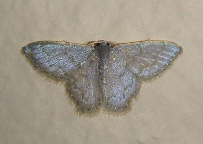 Chloropteryx diluta; Emerald Moth species 