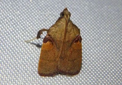Chrysauginae Scaly-legged Pyralid Moth species