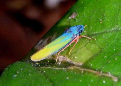 Cicadellini Sharpshooter species
