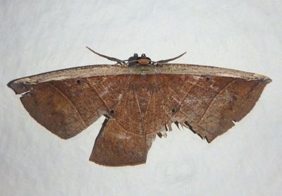 Cimicodes Geometrid Moth species