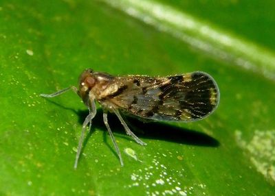 Cixiinae Cixiid Planthopper species