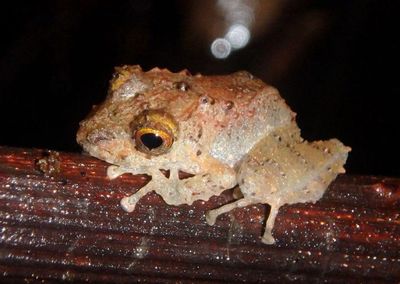 Clay-colored Rain Frog