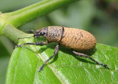 Cleistolophus similis; Broad-nosed Weevil species