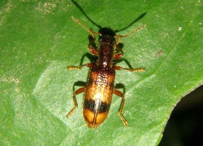 Cleridae Checkered Beetle species