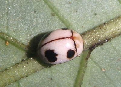 Coccinellidae Lady Beetle species