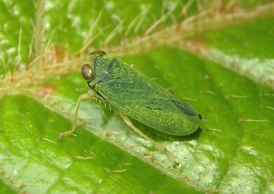 Coelidiinae Leafhopper species